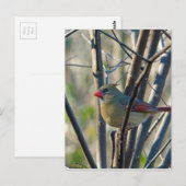 Carte Postale Cardinal féminin (Devant / Derrière)