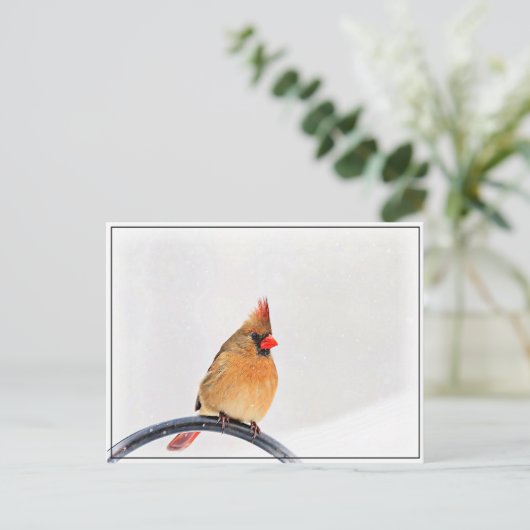 Carte Postale Cardinal féminin (Debout devant)