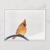 Carte Postale Cardinal féminin (Devant)