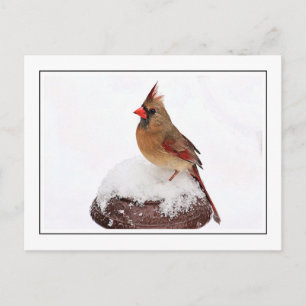 Carte Postale Cardinal féminin