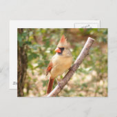 Carte Postale Cardinal féminin à la Branche (Devant / Derrière)