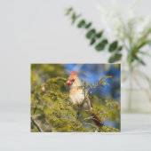 Carte Postale Cardinal Féminin En À feuillage persistant (Debout devant)