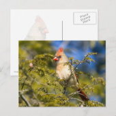 Carte Postale Cardinal Féminin En À feuillage persistant (Devant / Derrière)