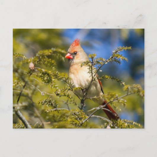 Carte Postale Cardinal Féminin En À feuillage persistant (Devant)