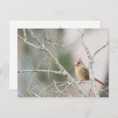 Carte Postale Cardinal féminin sur les branches d'hiver (Devant / Derrière)