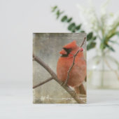 Carte Postale Cardinal Grunge (Debout devant)