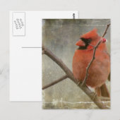 Carte Postale Cardinal Grunge (Devant / Derrière)
