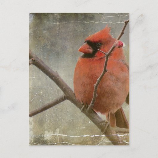 Carte Postale Cardinal Grunge (Devant)