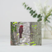 Carte postale Cardinal Homme (Debout devant)