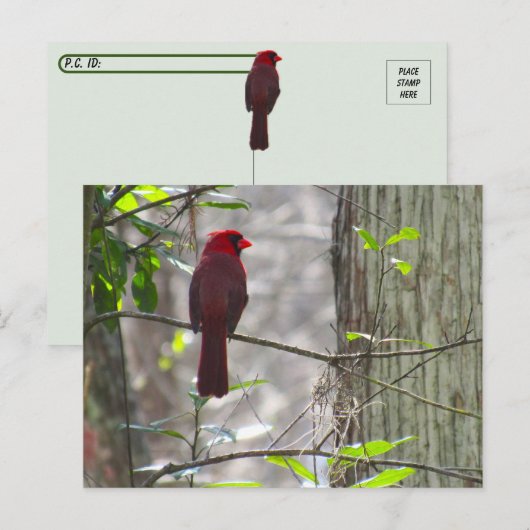 Carte postale Cardinal Homme (Devant / Derrière)