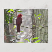 Carte postale Cardinal Homme (Devant)