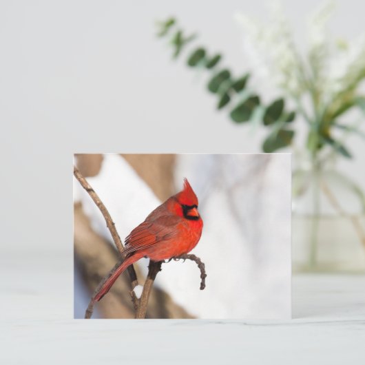 Carte Postale Cardinal II (Debout devant)