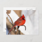 Carte Postale Cardinal II (Devant / Derrière)