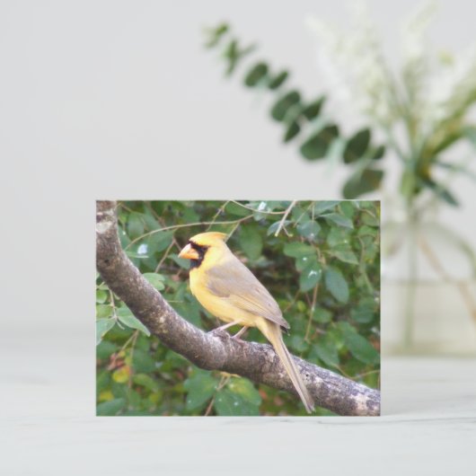 Carte Postale Cardinal jaune (Debout devant)