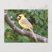 Carte Postale Cardinal jaune (Devant)