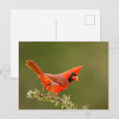Carte Postale Cardinal mâle sur une branche (Devant / Derrière)
