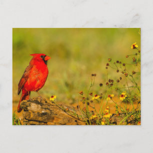 Carte Postale Cardinal mâle sur une bûche