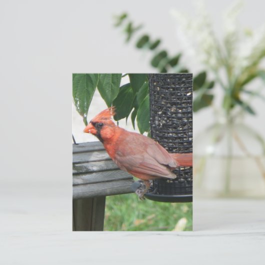 Carte Postale Cardinal masculin (Debout devant)