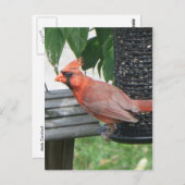 Carte Postale Cardinal masculin (Devant / Derrière)