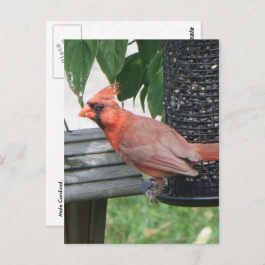 Carte Postale Cardinal masculin (Devant / Derrière)