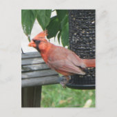 Carte Postale Cardinal masculin (Devant)