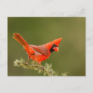 Carte Postale Cardinal masculin sur le membre
