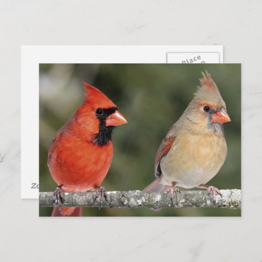 Carte postale Cardinal Nord (Devant / Derrière)