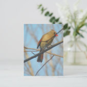 Carte Postale Cardinal/Oiseau féminin (Debout devant)
