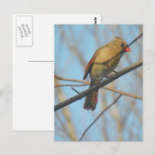 Carte Postale Cardinal/Oiseau féminin (Devant / Derrière)