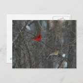 Carte Postale Cardinal Pair (Devant / Derrière)