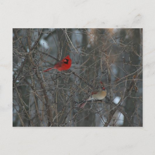 Carte Postale Cardinal Pair (Devant)