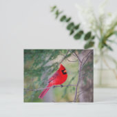 Carte Postale Cardinal Pose (Debout devant)