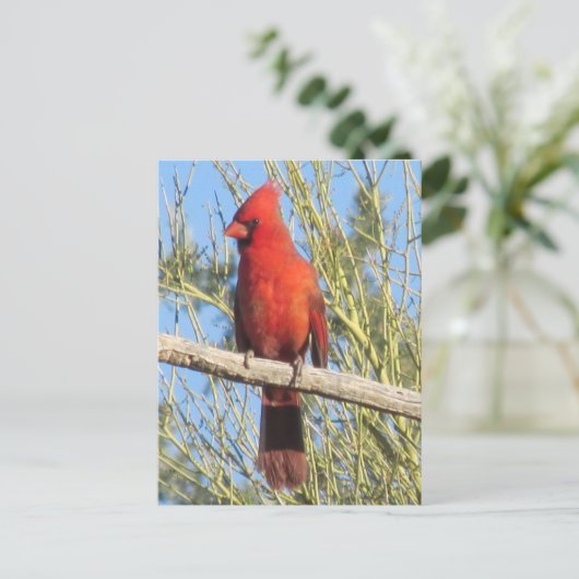 Carte Postale Cardinal Postcard (Debout devant)