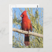 Carte Postale Cardinal Postcard (Devant / Derrière)