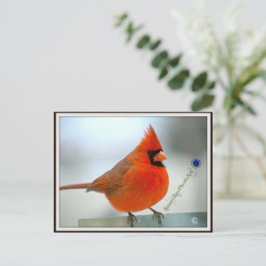 Carte Postale Cardinal Red Bird (Debout devant)