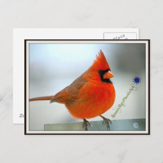 Carte Postale Cardinal Red Bird (Devant / Derrière)