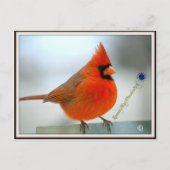 Carte Postale Cardinal Red Bird (Devant)