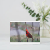 Carte Postale Cardinal rouge (Debout devant)