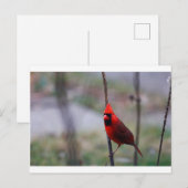Carte Postale Cardinal rouge (Devant / Derrière)