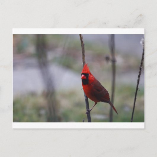 Carte Postale Cardinal rouge (Devant)