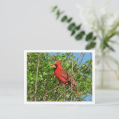 Carte postale Cardinal Rouge (Debout devant)