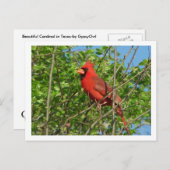 Carte postale Cardinal Rouge (Devant / Derrière)