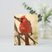 Carte postale Cardinal Rouge (Debout devant)