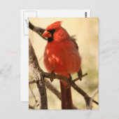 Carte postale Cardinal Rouge (Devant / Derrière)