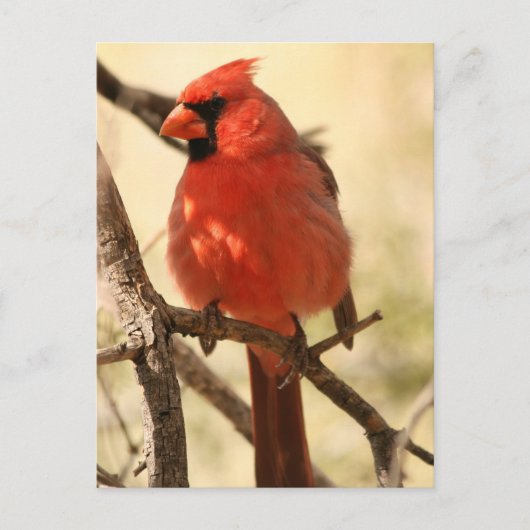 Carte postale Cardinal Rouge (Devant)