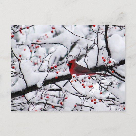 Carte Postale Cardinal Rouge Arbre à Neiges Photo Noël (Devant)