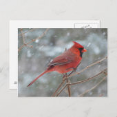 Carte Postale Cardinal rouge dans la neige (Devant / Derrière)