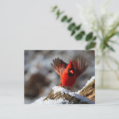 Carte Postale Cardinal rouge dans la neige (Debout devant)