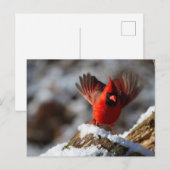 Carte Postale Cardinal rouge dans la neige (Devant / Derrière)