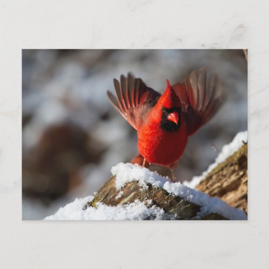 Carte Postale Cardinal rouge dans la neige (Devant)